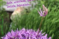 Spruchkarten-17